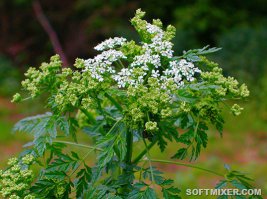 Смешная история, но выдуманная. Или тётка совсем тупая. Ткнуть в болиголов и спросить - "Это ведь папоротник?" - всё равно что ткнуть в березу и спросить про баобаб. Болиголов от папоротника не то чтобы отличался, а вообще из другой оперы. Смотрите фото. Но случай описан смешно, чего уж...