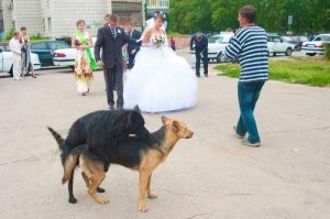 Русские свадьбы - бессмысленные и беспощадные