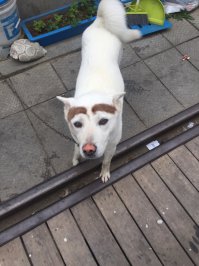 Реинкарнация брежнева