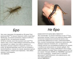 У меня жили такие, они серьезные хищники, жрут тараканов, клопов, ну в общем все что еще водится в приличной квартире. Она не совсем безобидна, не нападает на человека или домашнее животное, скорее пытается скрыться со скоростью до 40 см в секунду (однажды прыгнула с потолка моей девушке за шиворот, мухоловка выжила, но я думаю оглохла точно), но если ее придавить или она почувствует угрозу для жизни то может и цапнуть, они ядовиты и укус примерно как пчелиный, да, прежде чем убивать задумайтесь, ведь они занесены в Красную книгу Украины, как редкий вид, так что может вам повезло, что эта милая букашка обрела уют в вашем доме.