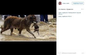 Наводнение в Грузии. СБ, бегемота спасли. Пишут, что в себя приходит.