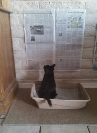 Котэ отстал от жизни..сейчас в туалет ходят со смартфоном.