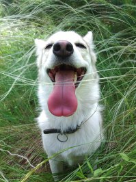 Самые редкие породы собак 