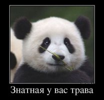 внешность бывает обманчива 