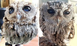 Знакомьтесь - Зевс, сова с похожим заболеванием глаз. Птица живет сейчас в Центре дикой природы в Калифорнии.