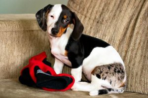 Это ж сколько кобелей там постарались, а!?