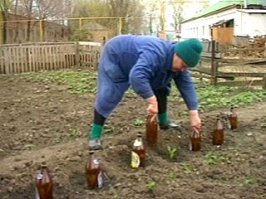 Эта женщина превратила свой уродливый сад в нечто невероятное