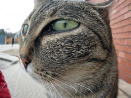 В Британии живет кошка-инопланетянка