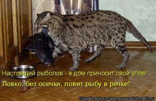 Похоже, там камышовый кот в родне есть. Действительно, кошки стараются обходить воду. А эти молодцы, еще и с ребенком поделились. Где это снято?