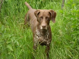 курцхаар. Вот моя ласточка: