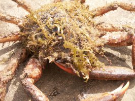 Гении камуфляжа в дикой природе