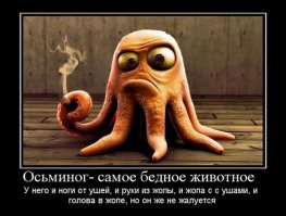 Ученые обнаружили настоящего «осьмиминога» на дне океана