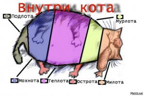 Сканирование кошки — вот то, ради чего действительно стоит жить