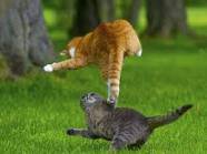 у котанов научились?