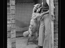 Гиена откусывает руку, смотрителю зоопарка.