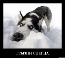 24 собаки, которые вас серьёзно осуждают
