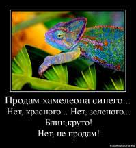 Гифки дня