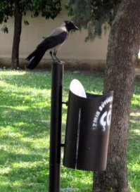 Я увидел, как эта ворона ела в парке, и обалдел от того, что она сделала