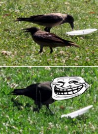 Я увидел, как эта ворона ела в парке, и обалдел от того, что она сделала