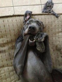 24 собаки, которые вас серьёзно осуждают