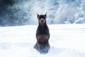 24 собаки, которые вас серьёзно осуждают
