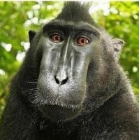 Странные прически: на что вы готовы, чтобы вас заметили?