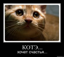 Этого кота не хотят брать из приюта из-за сходства с Волан-де-Мортом