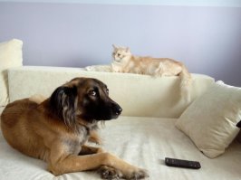24 собаки, которые вас серьёзно осуждают