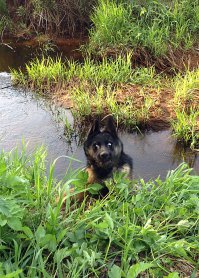 Болотный упырь