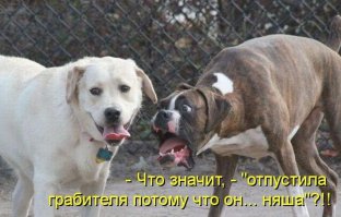 14 бесполезных, но милых изобретений для собак