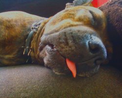 24 собаки, которые вас серьёзно осуждают