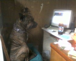 24 собаки, которые вас серьёзно осуждают