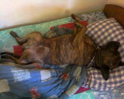 24 собаки, которые вас серьёзно осуждают
