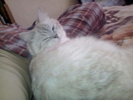 "Ты чего фотографируешь меня раб?"