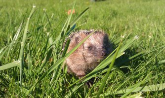 Нашла в саду... Снято лет 5 назад на мыльницу :)