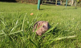 Нашла в саду... Снято лет 5 назад на мыльницу :)