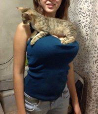 Многие утверждают, что на фото нет котенка. Я тоже не сразу заметил...