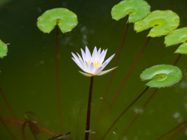 Макросъёмка. Как это выглядит в руках дилетанта