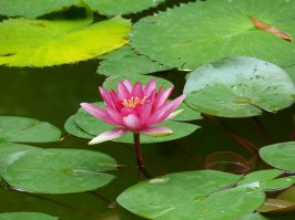 Макросъёмка. Как это выглядит в руках дилетанта