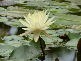 Макросъёмка. Как это выглядит в руках дилетанта