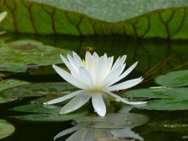 Макросъёмка. Как это выглядит в руках дилетанта