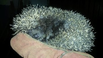 Нашёл его (а может и её) на ступеньках подъезда, маленький ёжик, на руке моей заснул, отнес аккуратно в лес и положил в траву, часто к нам во двор приходят, но такого маленького встретил впервые.