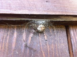 Макросъёмка. Как это выглядит в руках дилетанта