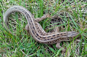 Делалось на смарт THL W200. Уж, что было под рукой...