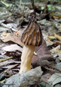 Делалось на смарт THL W200. Уж, что было под рукой...