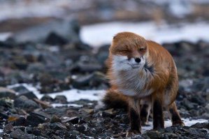 Фотоподборка за 22.06.2015