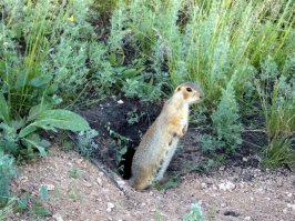 Фото с прошлой недели. Тоже люблю природу! :) Суслик обыкновенный, самка и кажется с детишками.