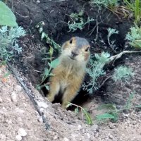 Фото с прошлой недели. Тоже люблю природу! :) Суслик обыкновенный, самка и кажется с детишками.