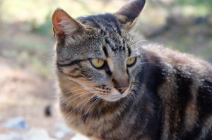 турецкий котейка, снимал в Фаселисе