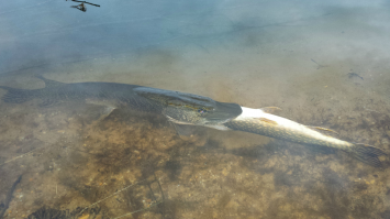 Так и от жадности сдохнуть недолго.